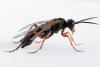 Tenthredo sp.